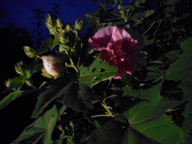 20140917191526a42.jpg