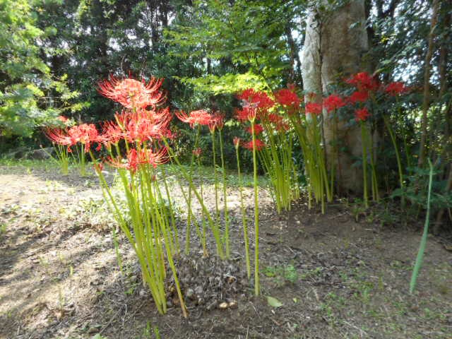 20140918074414b98.jpg
