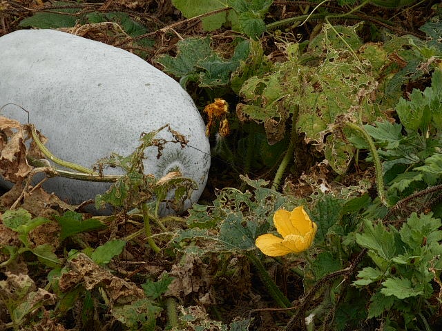 201409190925151d6.jpg