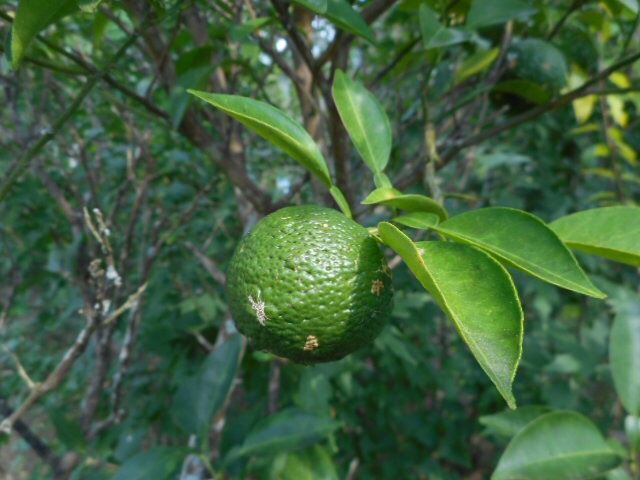 20140920052031e48.jpg