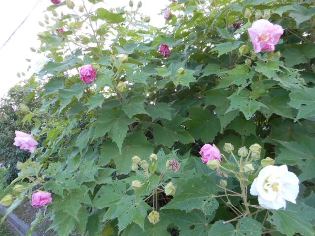 201409210741051cd.jpg