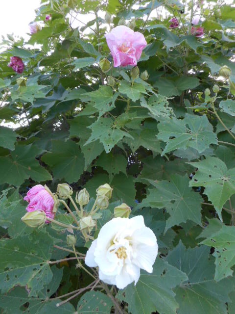 20140921074107459.jpg