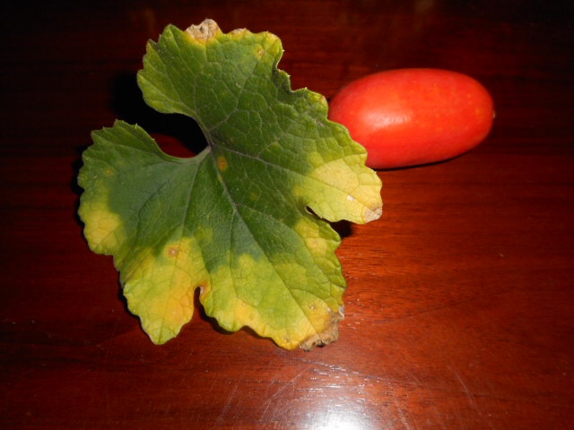 20140926073149f18.jpg