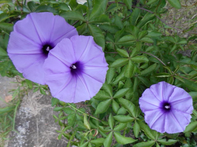20140928083030f31.jpg