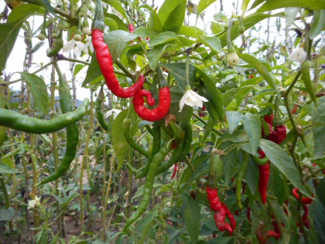 201410020918457fe.jpg