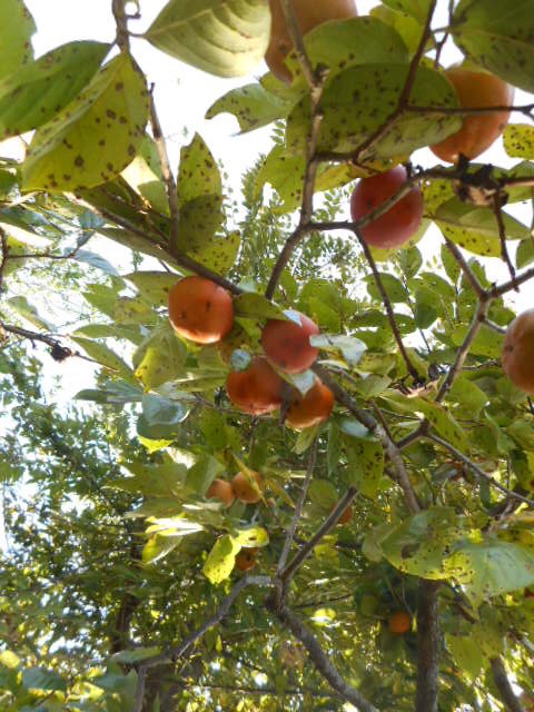 20141008072516a0e.jpg