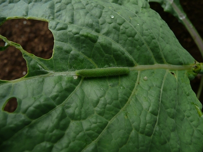 アオムシ サボイキャベツに付く害虫・その1