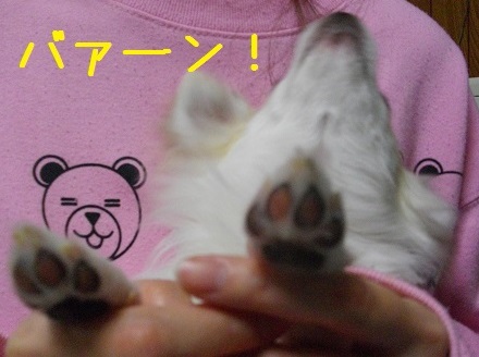 IMGP0916 - コピー - コピー