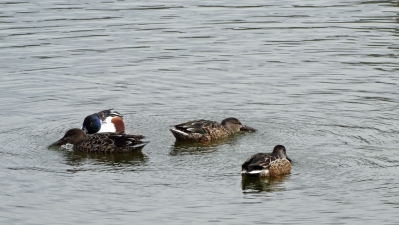 20131217kamo03.jpg