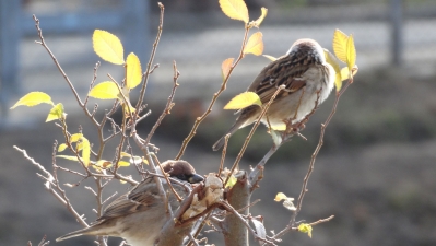 20131224suzume.jpg