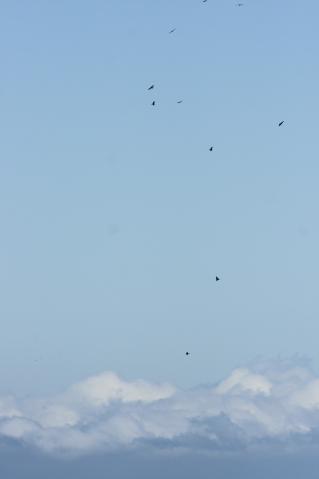タカ柱