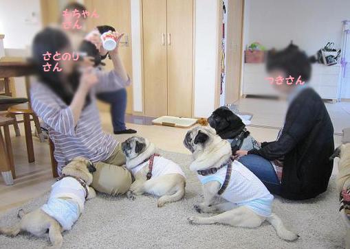 さて、この中に何パグいるでしょう~??