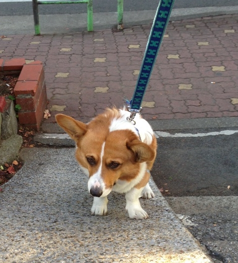 踏み切りヤダ1