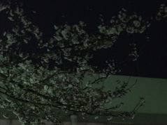 フォト