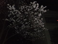 フォト