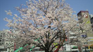 蒲田駅前桜