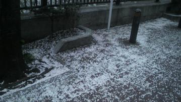 桜散る
