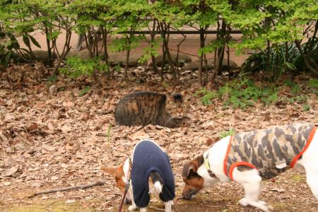 IMG_4115_convert_20120423131015.jpg