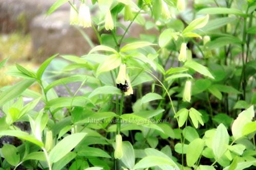 お花の中にもぐるクマ蜂君