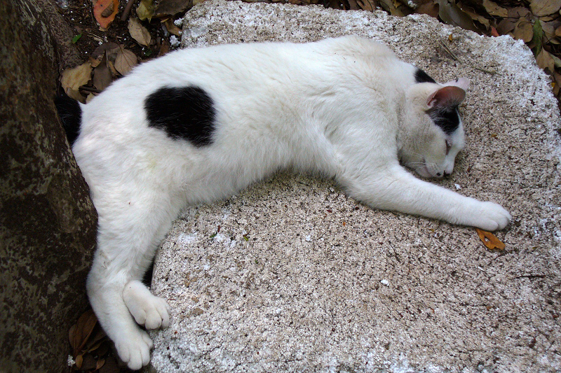 発泡スチロールの上で寝てる猫