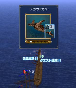 アカウミガメ