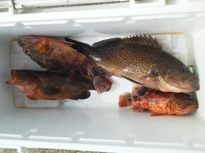 今回の釣果