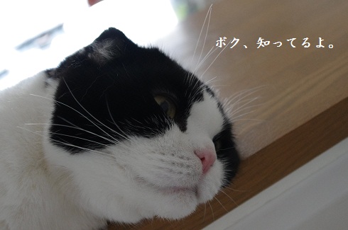 ボク