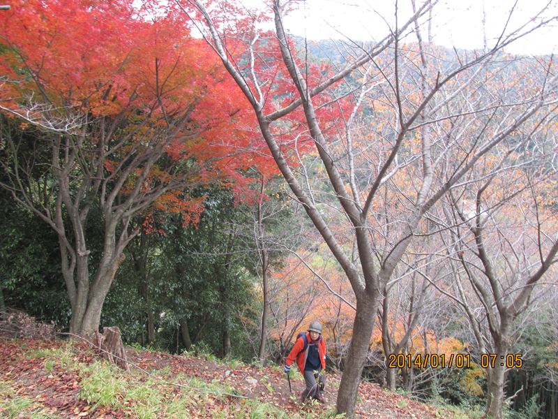 紅葉