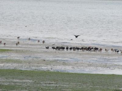 オオバン雁ノ巣海岸