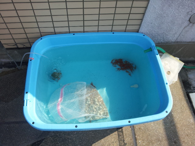 餌金