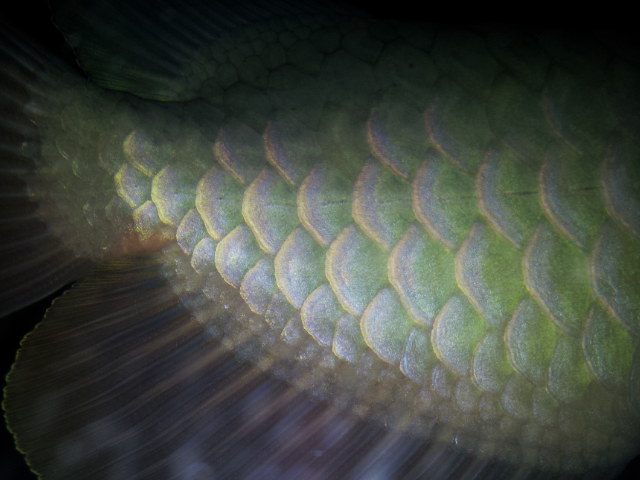 ウロコ