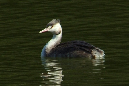 gcrested-grebe-female