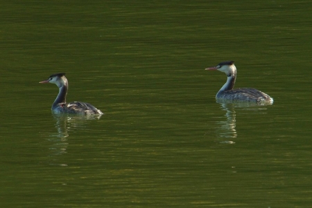 gcrested-grebe-pair2.
