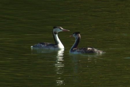 gcrested-grebe-pair