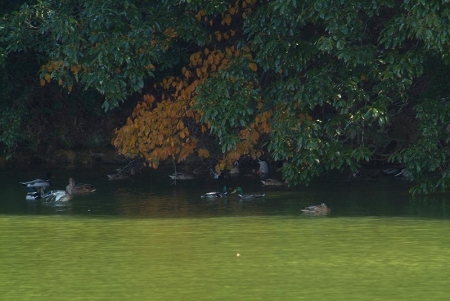 mallards-diving