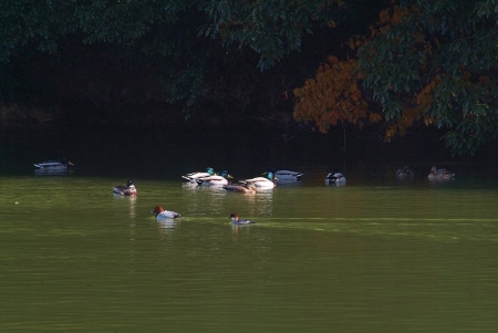 mallards-etc