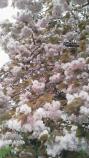 桜餅さくら