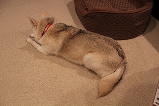 ゆきちゃん