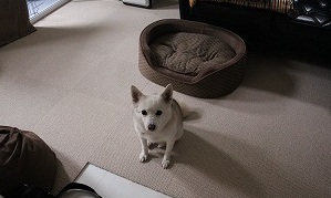 ゆきちゃん