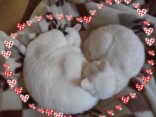2013-12-04-10-49-01_deco.jpg