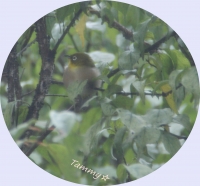 DSC07929-crop.jpg