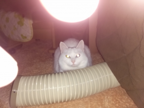 IMG02433.jpg