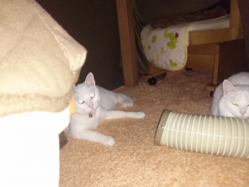 IMG02436.jpg