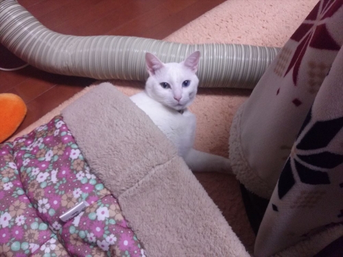 IMG02546_R.jpg