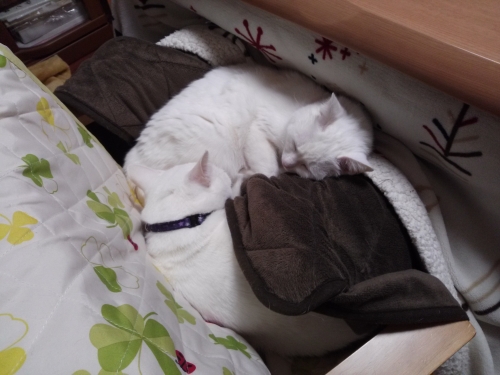 IMG02591.jpg