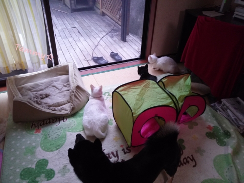IMG04576.jpg