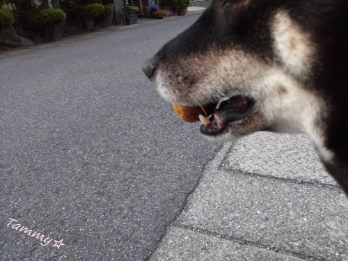 IMG04621a_R.jpg