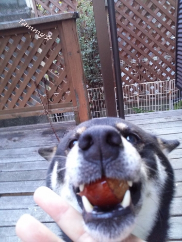 IMG04627a_R.jpg