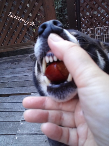 IMG04629a.jpg