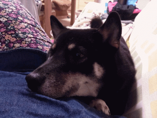 anigif.gif